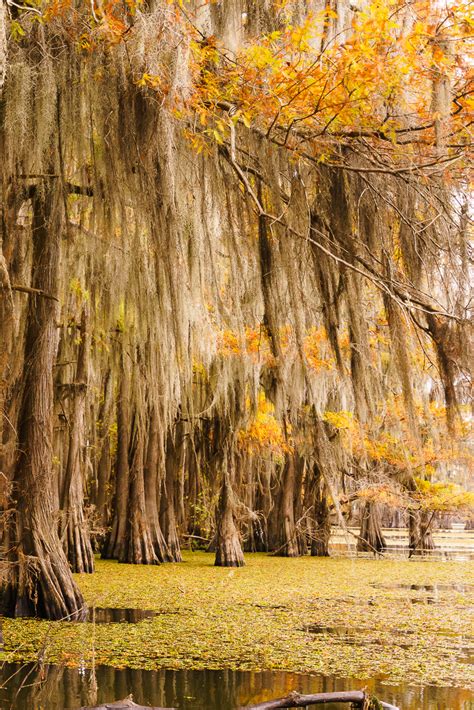 Under Spanish moss and bald cypress trees in autumn | Caddo Lake, Texas | Tree | Forest, Lake ...