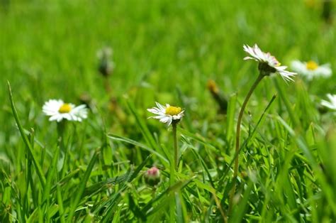 Premium Photo | Daisies in the grass in spring