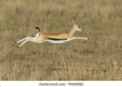 Gazelle Running Stock Photos and Pictures - 3,534 Images | Shutterstock