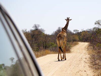 Zelf op safari in het Kruger National Park - Backpackwereld