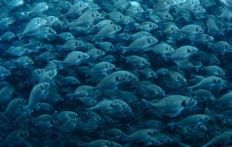 Advancing selective breeding in sea bass and sea bream | The Fish Site