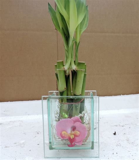 Live 6 Style Lucky Bamboo Plant Arrangement with 3-D Beauty | Etsy