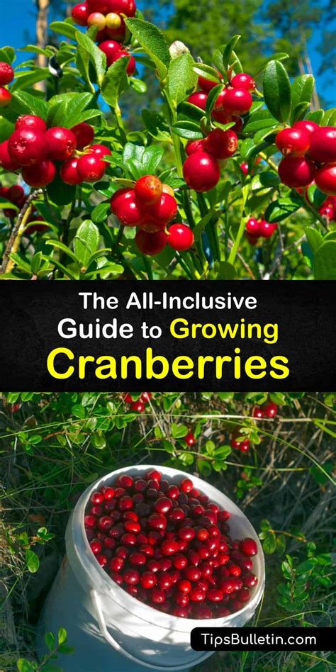 Growing Cranberry Plants - Quick Guide for Planting Cranberries