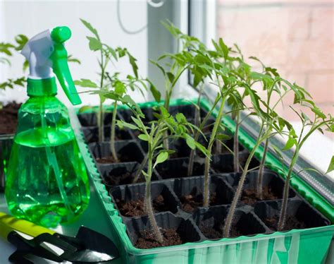 Growing Tomatoes Indoors - What You Need And How To Do It