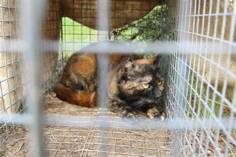 On Farm Forums from Tamar NRM offers hands-on advice on feral cats ...