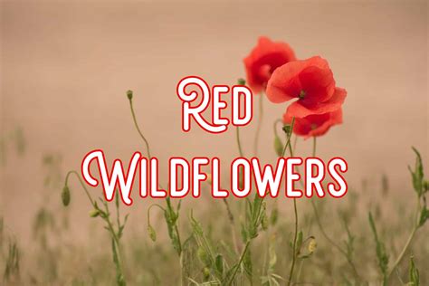 40 Common Red Wildflowers (Pictures and Identification)