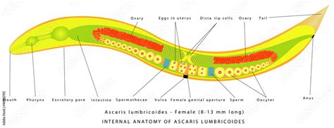 Ascaris Lumbricoides - Female. Internal anatomy of Ascaris Lumbricoides ...