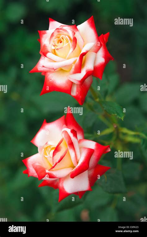 Two red roses Stock Photo - Alamy