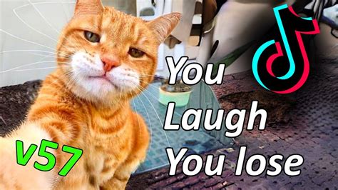 funny cute animal memes i found on tiktok v57 - YouTube