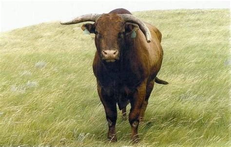 Little Yellow Jacket | Pbr bull riders, Pbr bull riding, Bucking bulls