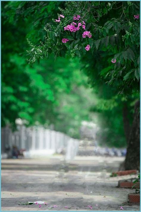 Pink Flowers Blooming on Tree Lined Street