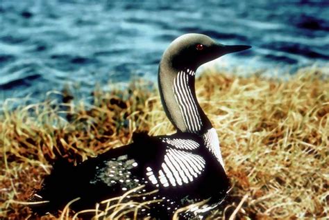 Arctic loon | bird | Britannica