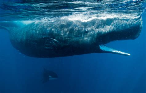 10 key facts about the Southern Right whale and why it’s important to protect their habitat ...