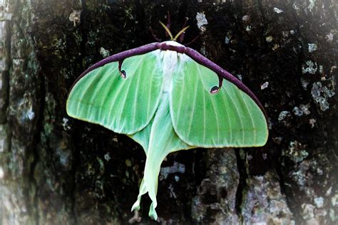 Green Luna Moth Photograph by Jiayin Ma