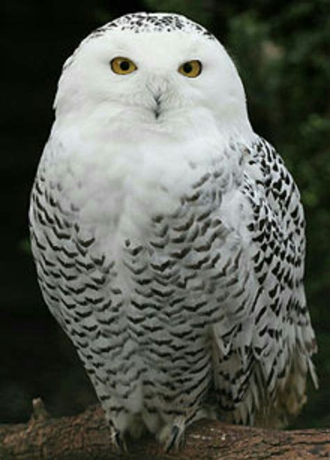 Can Snowy Owls Be Pets | Pets Animals US