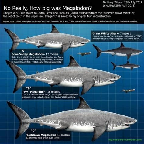 Megalodon: The real facts about the largest shark that ever lived – Blog – Two Oceans Aquarium ...