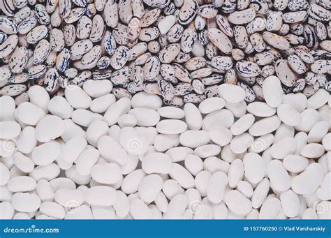 White Bean Varieties Chali and Speckled Beans Pinto Closeup Varieties. Macro Shot Stock Photo ...