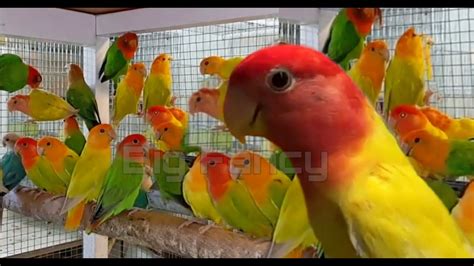 Top 10 most beautiful colors African lovebirds - love birds cage ( Bird ...