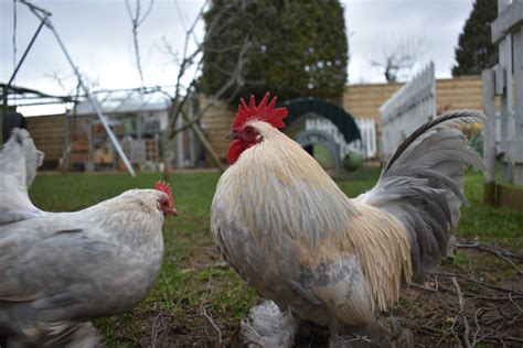 Booted Bantam For Sale | Chickens | Breed Information | Omlet