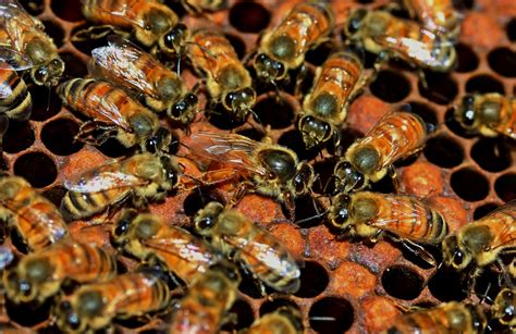 When the queen bee dies, how do worker bees choose her successor? - Earth.com