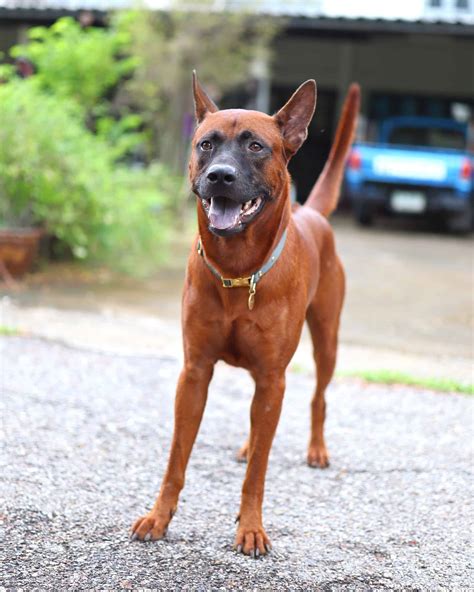 13 Dog Breeds With Purple Tongues (With Pictures & Facts)