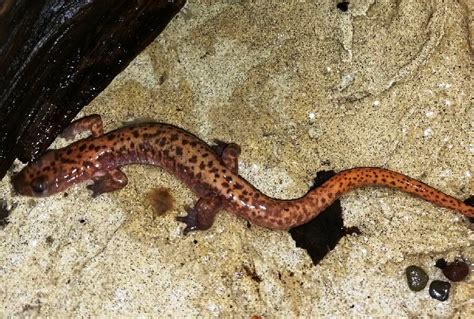 Virginia Living Museum | Herp Highlight #8: Cave Salamanders | Virginia Living Museum