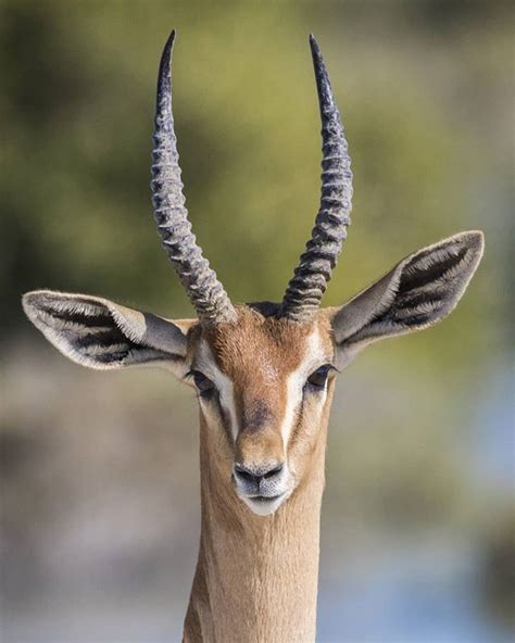 Although comic in its looks wild numbers of Arabian Gazelle are ...