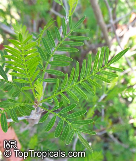 Bursera morelensis, Red Cuajiote - TopTropicals.com