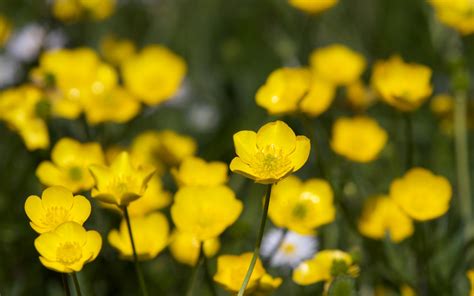 Field Of Buttercups Wallpapers - Wallpaper Cave