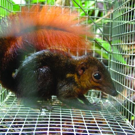 (PDF) Behaviour of the painted treeshrew (Tupaia picta) in conservation set-asides of the ...