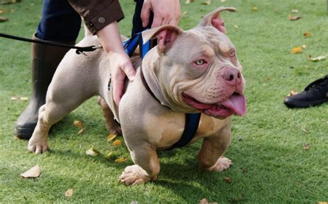 American Bully XL ban would punish well behaved pets, Dogs Trust warns