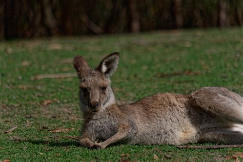 Kangaroo sunbathing at Tidbinbilla | Yvan Dossmann | Flickr