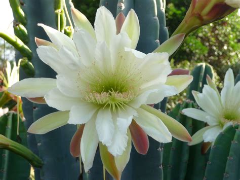 PHOTO...CACTUS FLOWER