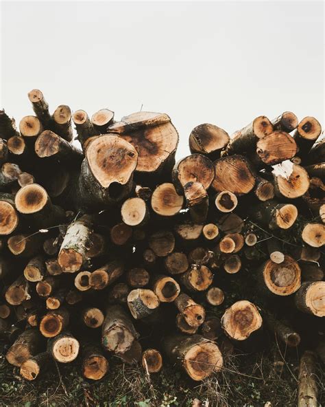 Photo of Chopped Woods · Free Stock Photo