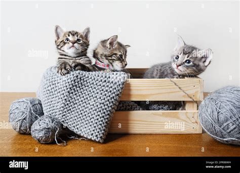 Three cute kittens Stock Photo - Alamy