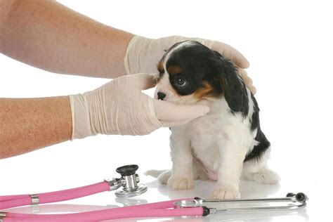 Abnormal Growths in the Lower Intestines in Dogs - Symptoms, Causes, Diagnosis, Treatment ...