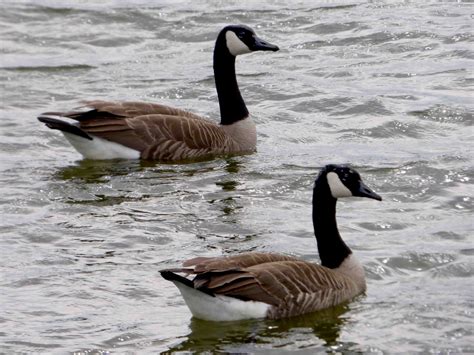 Geese Wallpapers - Top Free Geese Backgrounds - WallpaperAccess