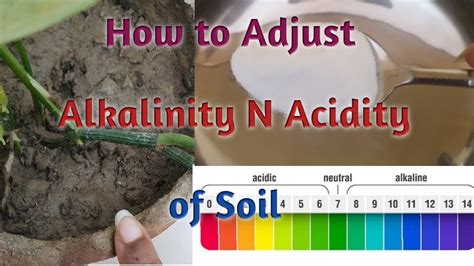 How to Adjust pH of soil Easily/How to Adjust Alkalinity n Acidity of ...