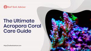 The Ultimate Acropora Coral Care Guide | Reef Tank Advisor