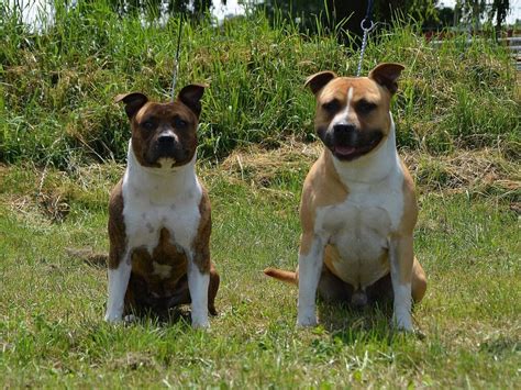 How To Train Your Staffordshire Terrier