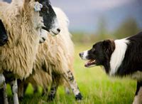 Working Sheepdogs - Farming UK Farm Attractions