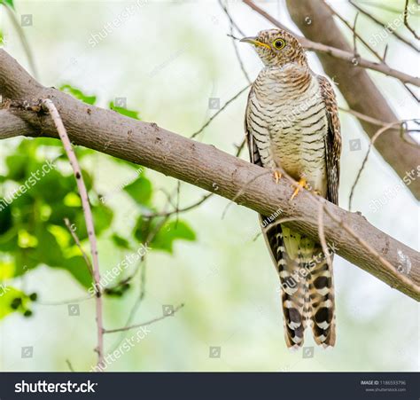 Common Cuckoo Lake View Park Islamabad Stock Photo 1186593796 | Shutterstock