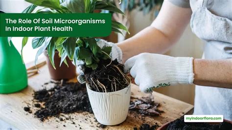 The Role Of Soil Microorganisms In Indoor Plant Health