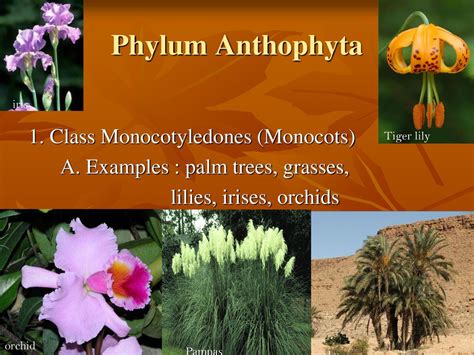 Vascular Plants with Seeds - ppt download