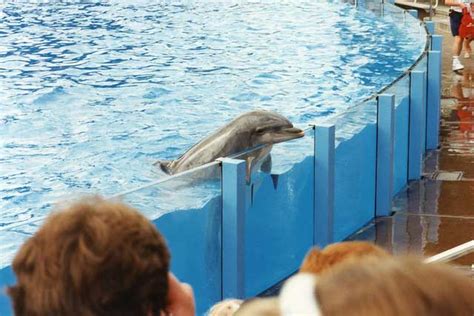 Bottlenose Dolphin Dies at Seaworld Orlando - SeaWorld of Hurt