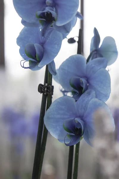 Blue orchids Stock Photos, Royalty Free Blue orchids Images | Depositphotos