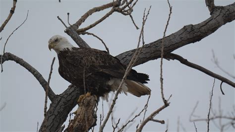 Once Endangered, Bald Eagles Flock to Missouri in December