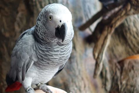 African grey parrots are smart enough to help a bird in need | New Scientist