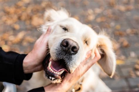 The Scientific Benefits of Petting Cats and Dogs