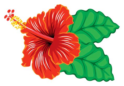 Hibiscus Clipart